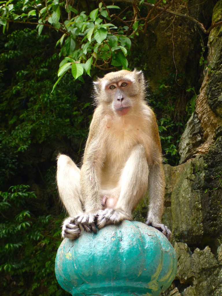 Monkey Batu Caves Malaysia 2012