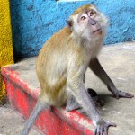 Monkey Batu Caves Malaysia 2012