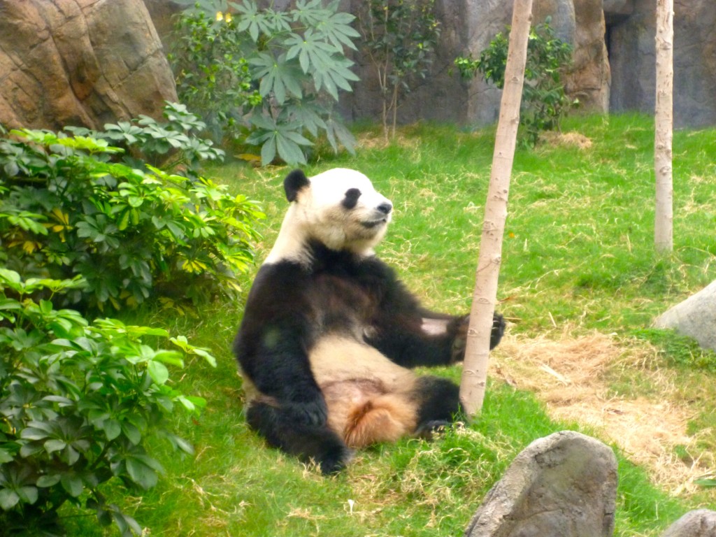 Panda - Ocean Park 2012