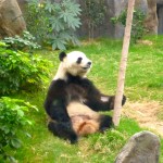 Panda - Ocean Park 2012