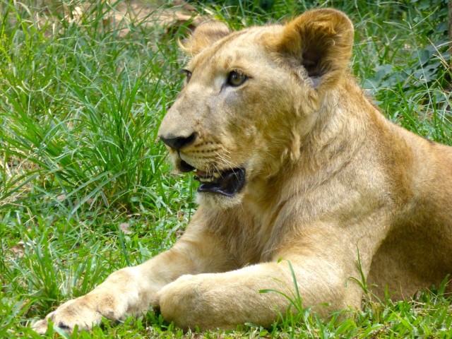 Young Lion @ Zoo Negara