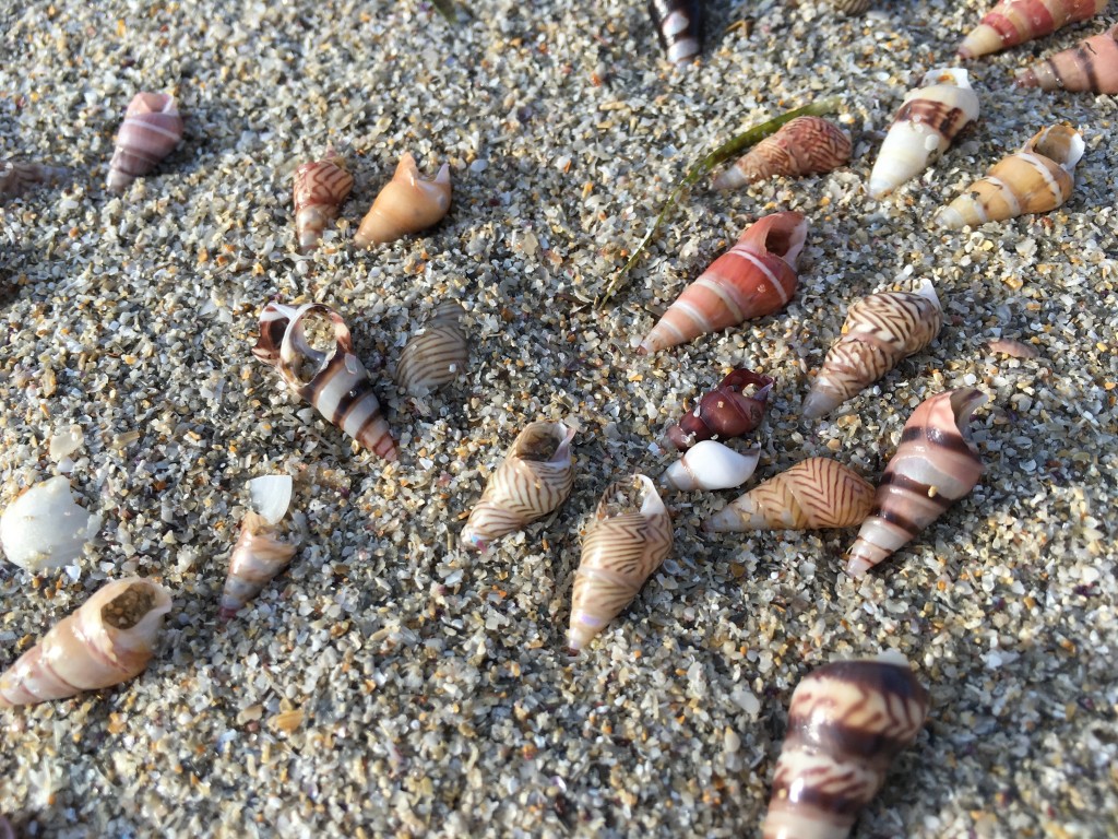 Seashells @ Merimbula Beach