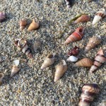 Seashells @ Merimbula Beach