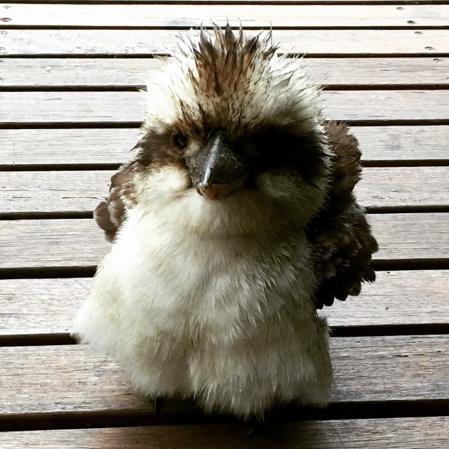 Baby Kookaburra - Mr Fluffypants