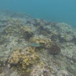 Reef @ Hideaway Island