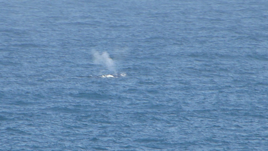 Boyd's Tower - Humpback Whale spotted