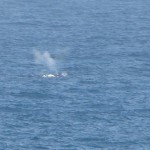 Boyd's Tower - Humpback Whale spotted
