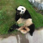 Panda Moments at Shirahama Japan