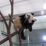 Panda Moments at Shirahama Japan