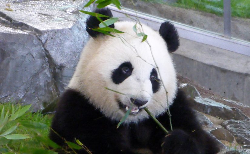 My Panda Moments: Adventure World Japan